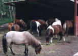 Sunrise Estate Miniature Horses - This is one of our�horses favorite pastimes - eating!