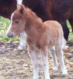 Sunrise Estate Miniature Horses - Sunrise Estates Ima Ladys Man