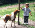 Sunrise Estate Miniature Horses - JASON & DUCHESS HAVING A DISUSSION