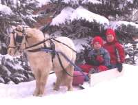 Sunrise Estates Miniature Horses - Kyler & Jason enjoying the snow