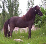 Sunrise Estate Miniature Horses - Justabelle