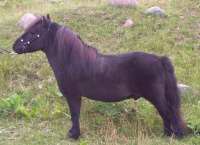 Sunrise Estate Miniature Horses  - Justin Time