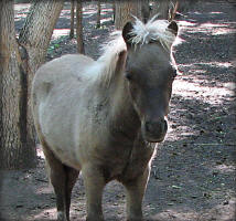 Kahlua
