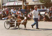 Sunrise Estate Miniature Horses - Rocky giving Elmo the dog a ride