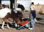 Sunrise Estate Miniature Horses - KYLER HELPING WITH THE CHORES