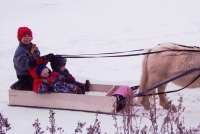 Sunrise Estates Miniature Horses - Kyler giving the twins their 1st sled ride
