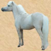 Sunrise Estate Miniature Horses - Bit-O-White Lightening