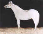 Sunrise Estate Miniature Horses - First Knights Bit-O-White Lightening