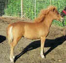 Sunrise Estate Miniature Horses - MACHO MAN