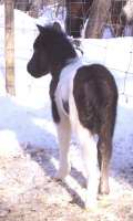 Sunrise Estate Miniature Horses - Magnum's first outing in the snow 2 1/2 days old