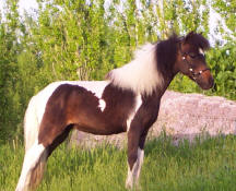 Sunrise Estate Miniature Horses -  Sunrise Estates Mahogany PT