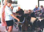 Sunrise Estate Miniature Horses - THE SENIORS ALWAYS ENJOY THE MINIS
