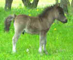 Sunrise Estate Miniature Horses - "Peanut"