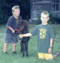 Sunrise Estate Miniature Horses - The boys and Peanut