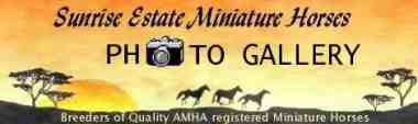 Sunrise Estate Miniature Horses Photo Gallery Page 1