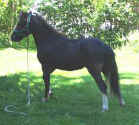 Sunrise Estate Miniature Horses - Sunrise Estates Precious Commodity