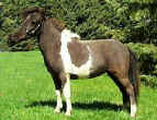 Sunrise Estate Miniature Horses - Sunrise Estates�Precious