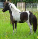 Sunrise Estate Miniature Horses - PRIMA DELUXE