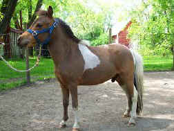 Sunrise Estate Miniature Horses - Sunrise Lightnings Prince Charming