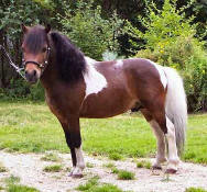Sunrise Estate Miniature Horses - Sunrise Lightnings Prince Charming