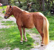Sunrise Estate Miniature Horses - Sunrise Estates Princess