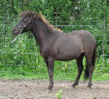 Sunrise Estate Minis - Sunrise Estates Raven by Thunder