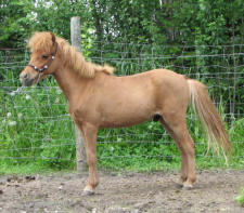 Sunrise Estate Minis - Sunrise Estates Tuts Red Rebel