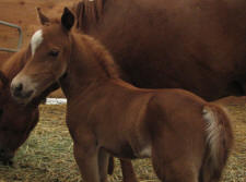Sunrise Estate Minis - Sunrise Lightnings Red Shadow