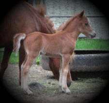 Sunrise Estate Minis - Sunrise Lightnings Red Shadow
