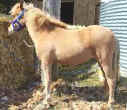 Sunrise Estate Miniature Horses - Sunrise Estates Reno Royale