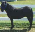 Sunrise Estate Miniature Horses - ROCKY TUMBLEWEED