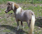 Sunrise Estate Miniature Horses - Sunrise Estates Knight Rider