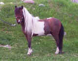Sunrise Estate Miniature Horses  -  TOPAZ TOKALAS ROCKETMAN