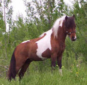 Sunrise Estate Miniature Horses  -  TOPAZ TOKALAS ROCKETMAN