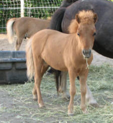 Sunrise Estate Minis ' Sunrise Estates Little Rustler