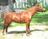 Sunrise Estate Miniature Horses - RUNNIN BARES SUNSET SHADOW SURPRIZE
