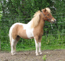 Sunrise Estate Minis - Sunrise Estates Lightnings Showboy