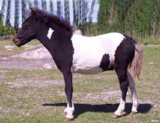 SUNRISE ESTATE MINIATURE HORSES - Sunrise Estates Silverado