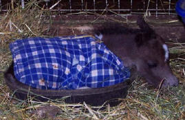 Silver in the feed bucket