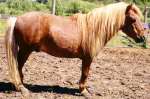 Sunrise Estate Miniature Horses - Sheepmeadow Skylark