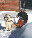 Sunrise Estate Miniature Horses - Sleigh ride