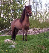 Sunrise Estate Miniature Horses - Sunrise Estates Tuts Prairie Son