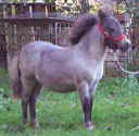 Sunrise Estate Miniature Horses - Sunrise Estates Thunderstorm