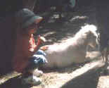 Sunrise Estate Miniature Horses - The sun shines on Babes