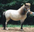 Sunrise Estate Miniature Horses - FIRST KNIGHTS SWEETHEART ROSE