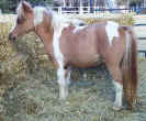 Sunrise Estate Miniature Horses - Sunrise Estates Sweeter Than Honey