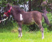 Sunrise Estate Miniature Horses - Thundercloud