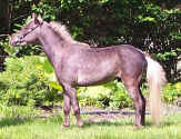 Sunrise Estate Miniature Horses - SUNRISE ESTATES&nbsp;THUNDERBOLT