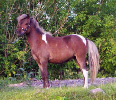 Sunrise Estate Miniature Horses - Sunrise Estates Tia Maria PT