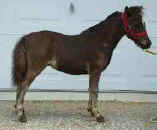 Sunrise Estate Miniature Horses - Sunrise Estates Tornado
